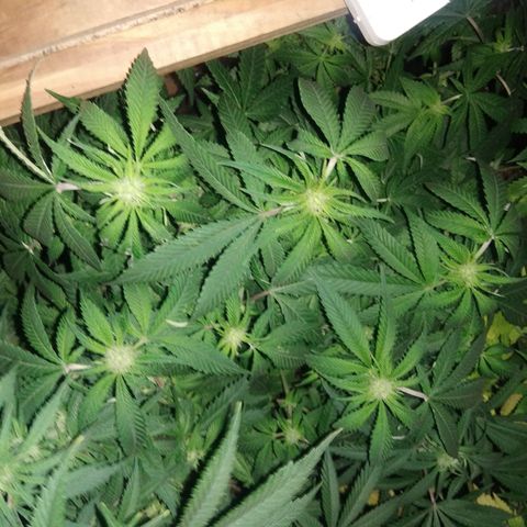 Ghost OG  growlog timeline photo