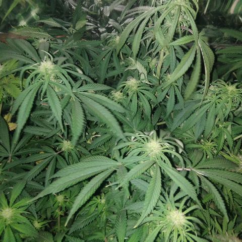 Hawaiann Snow growlog timeline photo