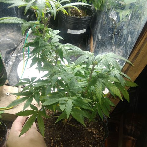 Orange Cake #2 growlog timeline photo