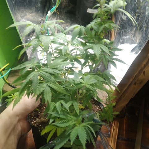 Orange Cake #2 growlog timeline photo