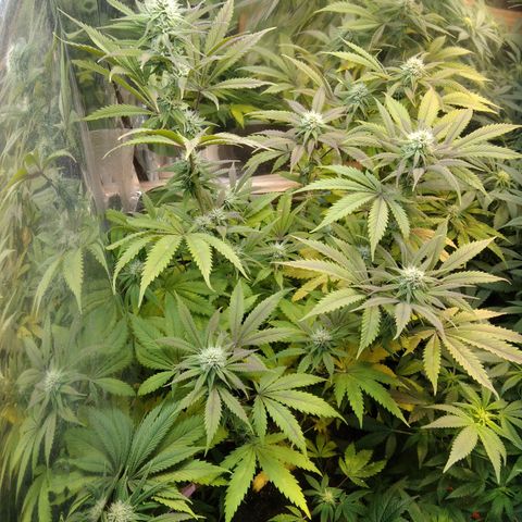 Runtz growlog timeline photo