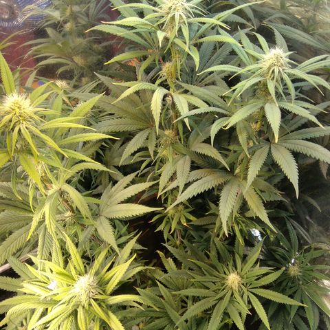 Orange Cake  #1 growlog timeline photo