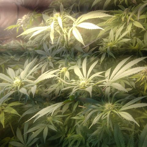 Hawaiann Snow growlog timeline photo