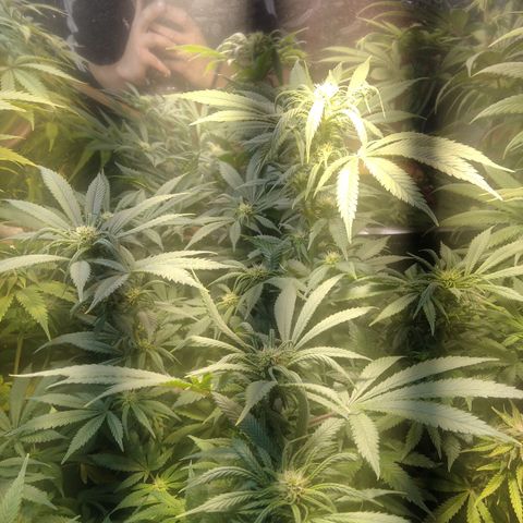 Hawaiann Snow growlog timeline photo