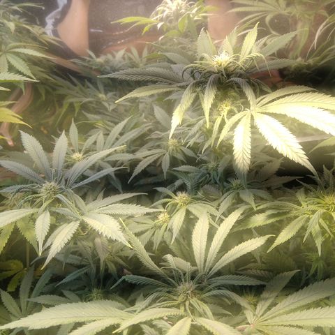 Hawaiann Snow growlog timeline photo
