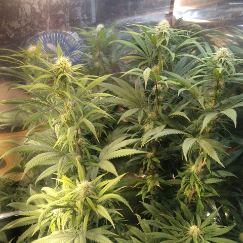 Orange Cake  #1 growlog timeline photo