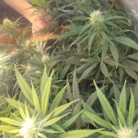 Orange Cake  #1 growlog timeline photo
