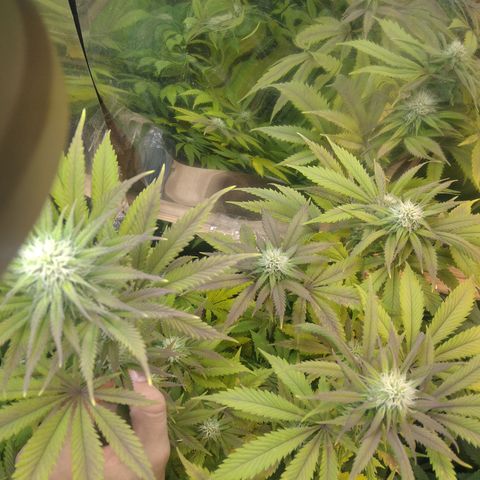 Runtz growlog timeline photo