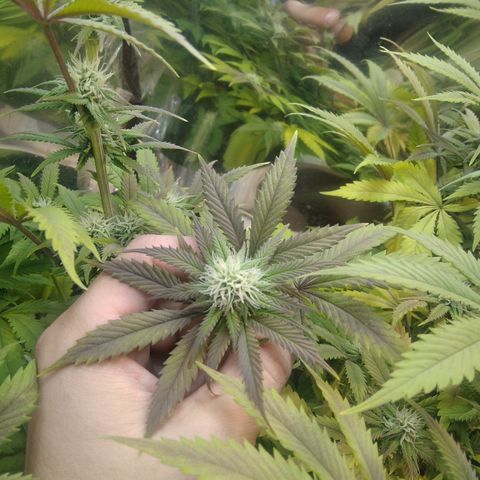 Runtz growlog timeline photo