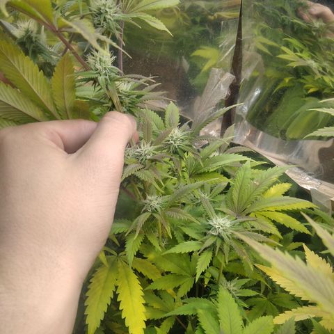 Runtz growlog timeline photo