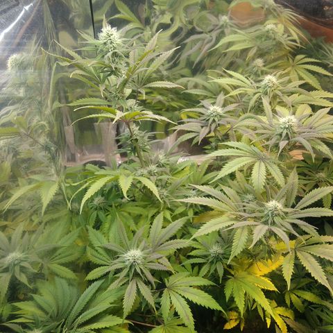 Runtz growlog timeline photo