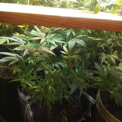 Ghost OG  growlog timeline photo