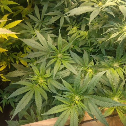 Ghost OG  growlog timeline photo