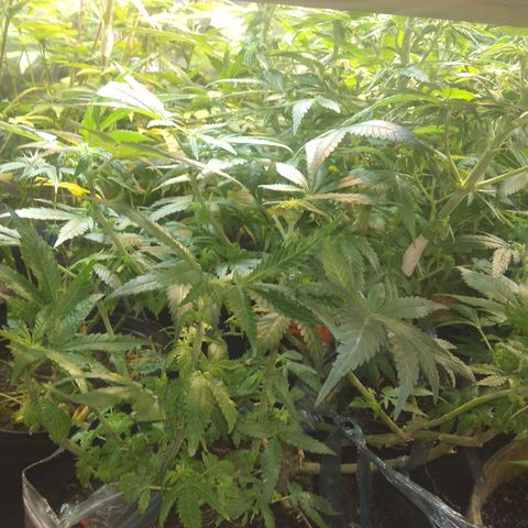 Ghost OG  growlog timeline photo