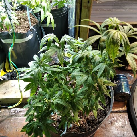 Orange Cake #2 growlog timeline photo