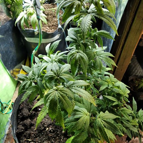 Orange Cake #2 growlog timeline photo
