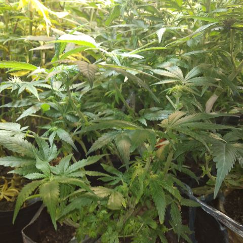 Ghost OG  growlog timeline photo