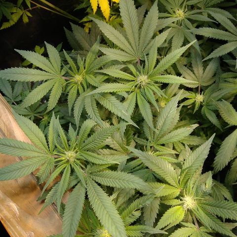 Ghost OG  growlog timeline photo