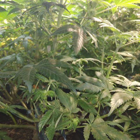 Ghost OG  growlog timeline photo
