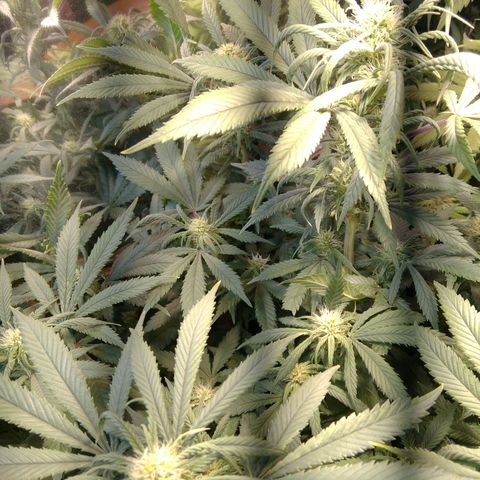 Hawaiann Snow growlog timeline photo