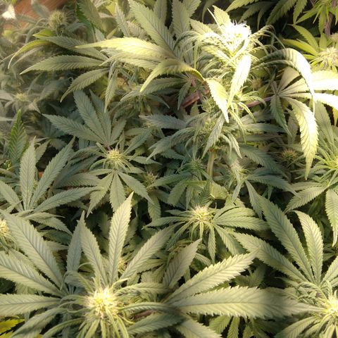 Hawaiann Snow growlog timeline photo
