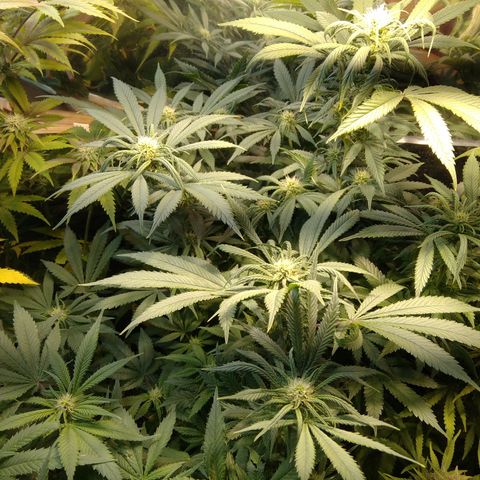 Hawaiann Snow growlog timeline photo