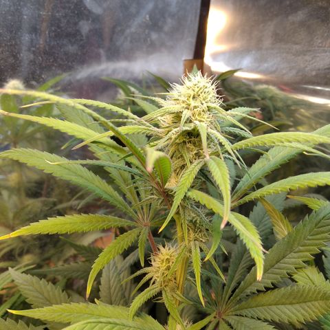 Orange Cake  #1 growlog timeline photo
