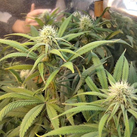 Orange Cake  #1 growlog timeline photo