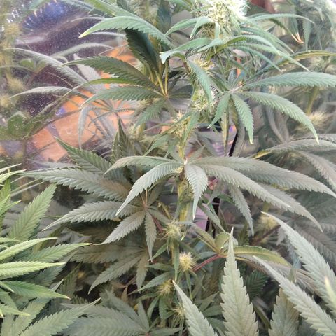 Orange Cake  #1 growlog timeline photo