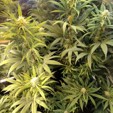 Orange Cake  #1 growlog timeline photo