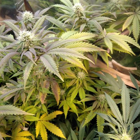Runtz growlog timeline photo