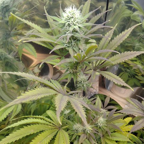 Runtz growlog timeline photo