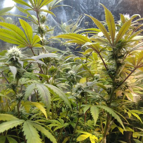 Runtz growlog timeline photo