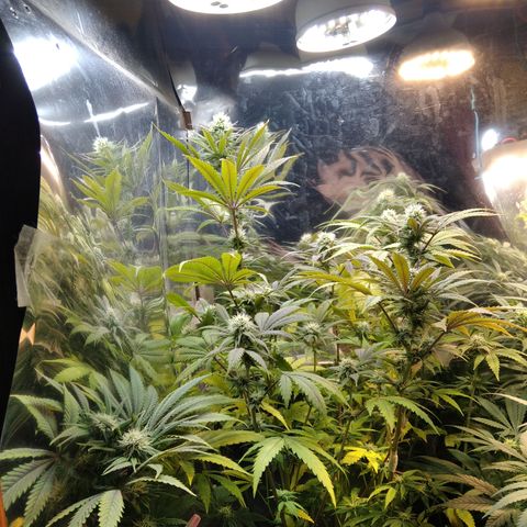 Runtz growlog timeline photo