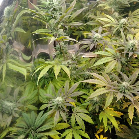 Runtz growlog timeline photo