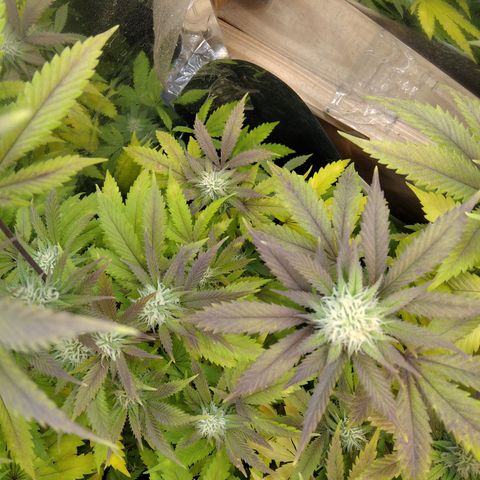 Runtz growlog timeline photo