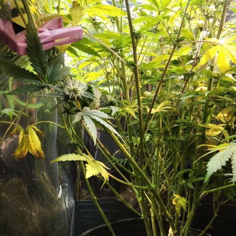 Runtz growlog timeline photo