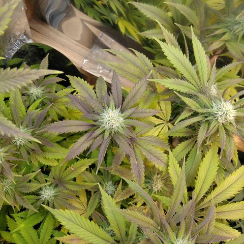 Runtz growlog timeline photo