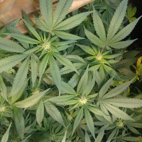 Ghost OG  growlog timeline photo