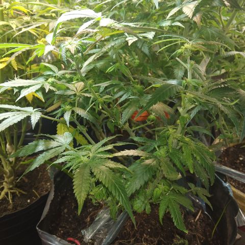Ghost OG  growlog timeline photo