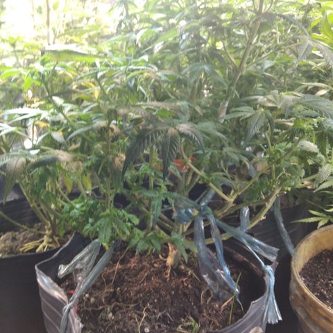 Ghost OG  growlog timeline photo