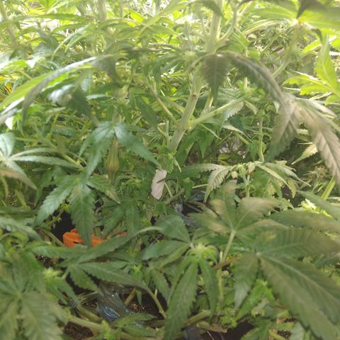 Ghost OG  growlog timeline photo