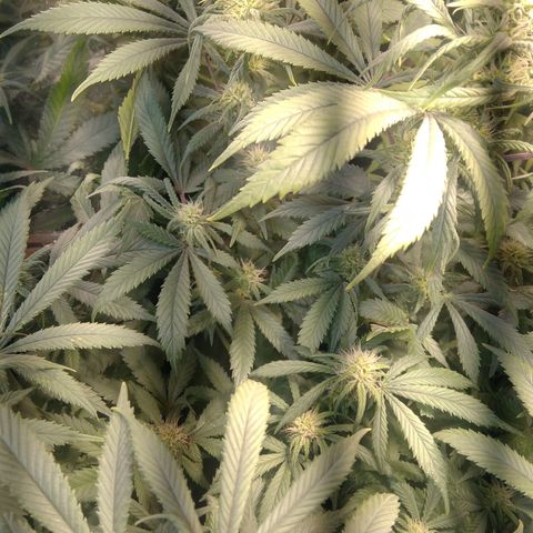 Hawaiann Snow growlog timeline photo