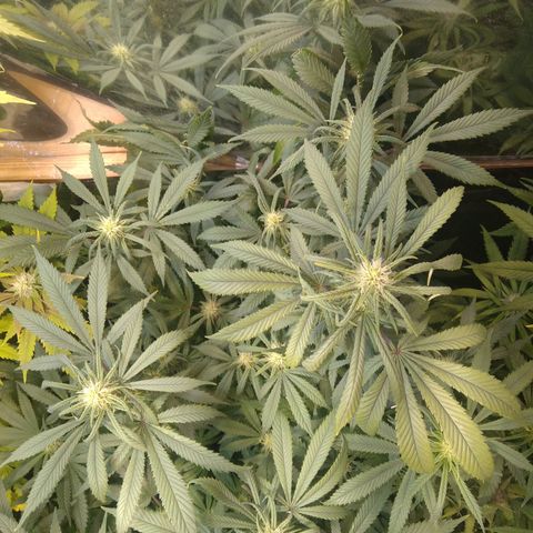 Hawaiann Snow growlog timeline photo