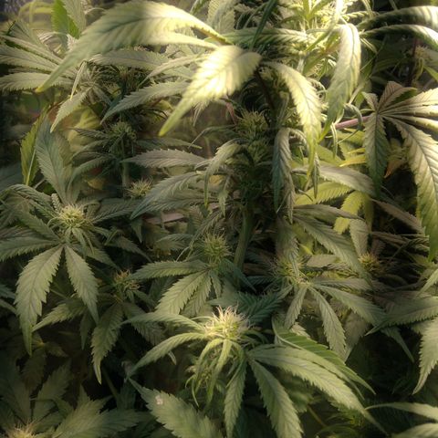 Hawaiann Snow growlog timeline photo