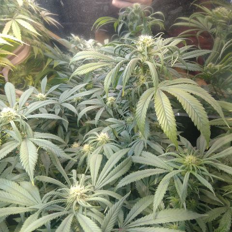 Hawaiann Snow growlog timeline photo