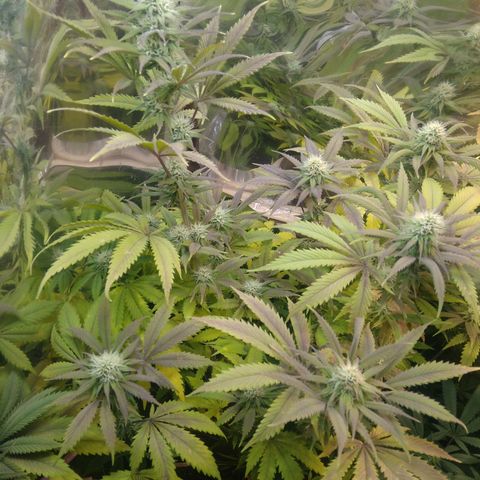 Runtz growlog timeline photo