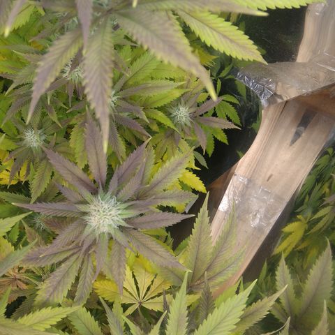 Runtz growlog timeline photo