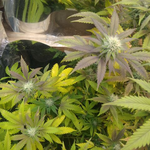 Runtz growlog timeline photo