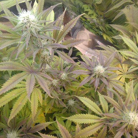 Runtz growlog timeline photo